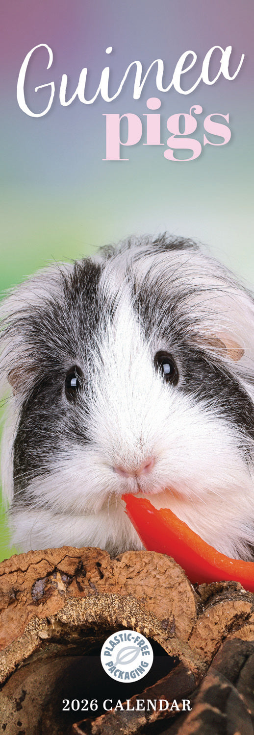 Guinea Pig 2021 Calendar: NOT A BOOK: 9781713900559
