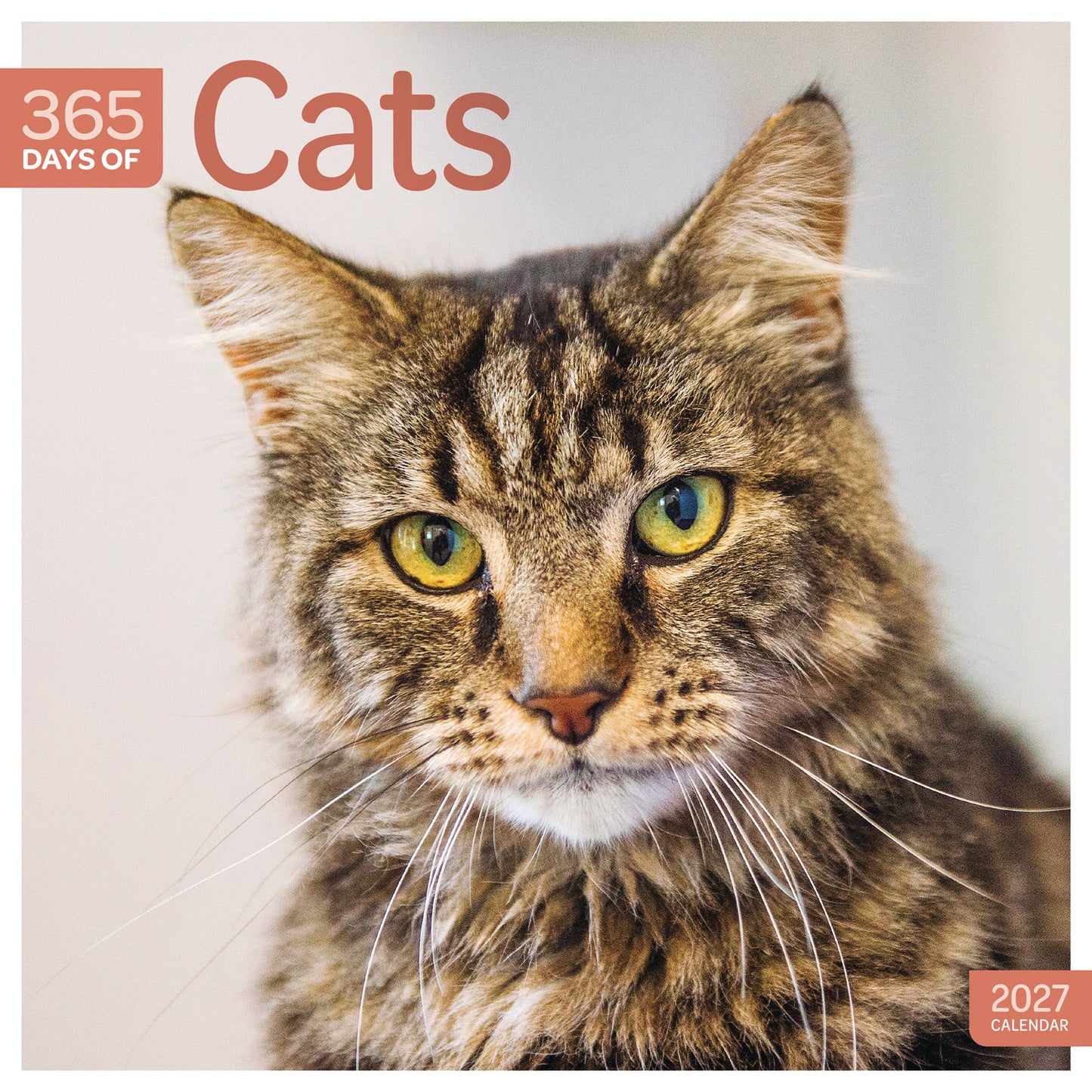 Cats 365 Days Wall Calendar 2027