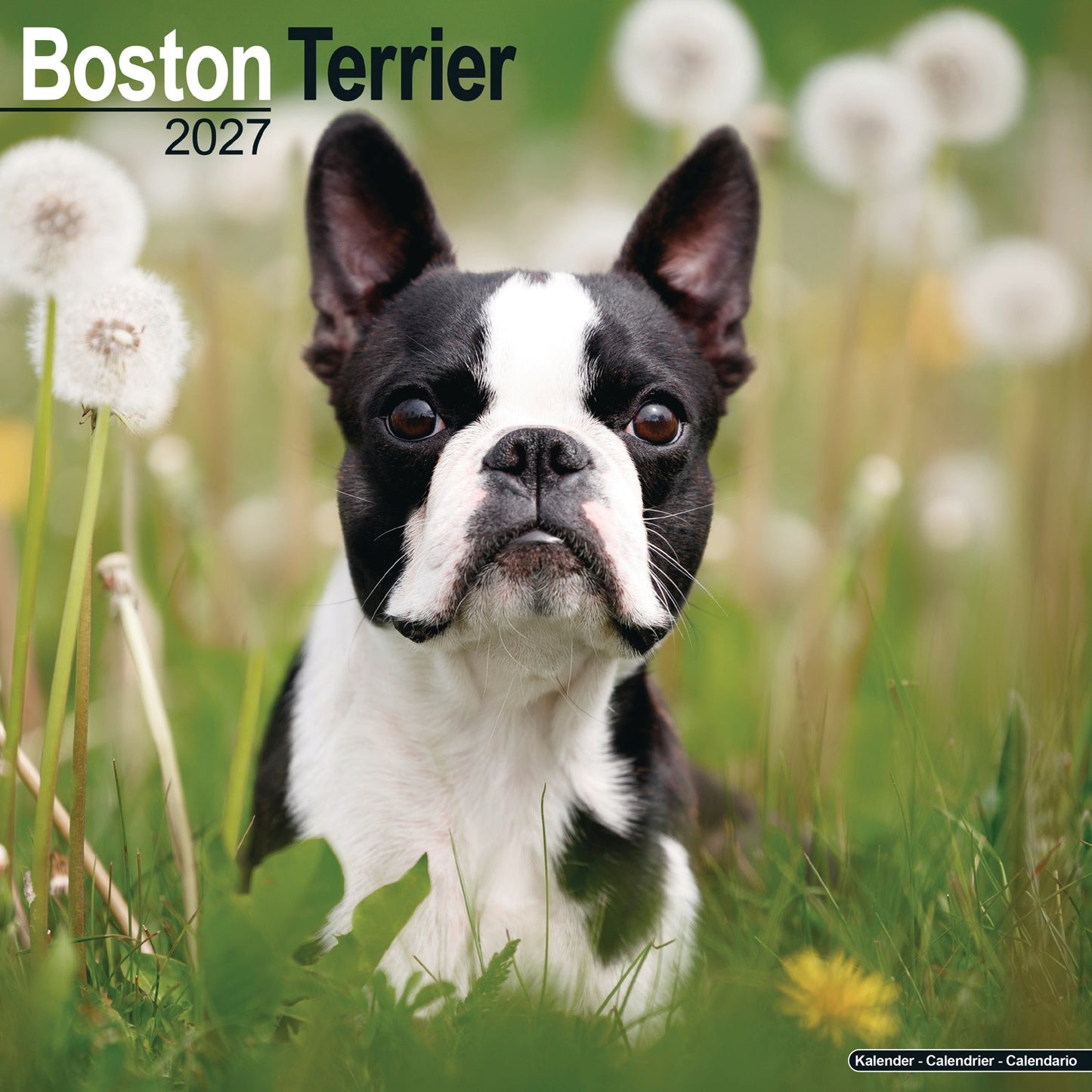 Boston Terrier Wall Calendar 2027