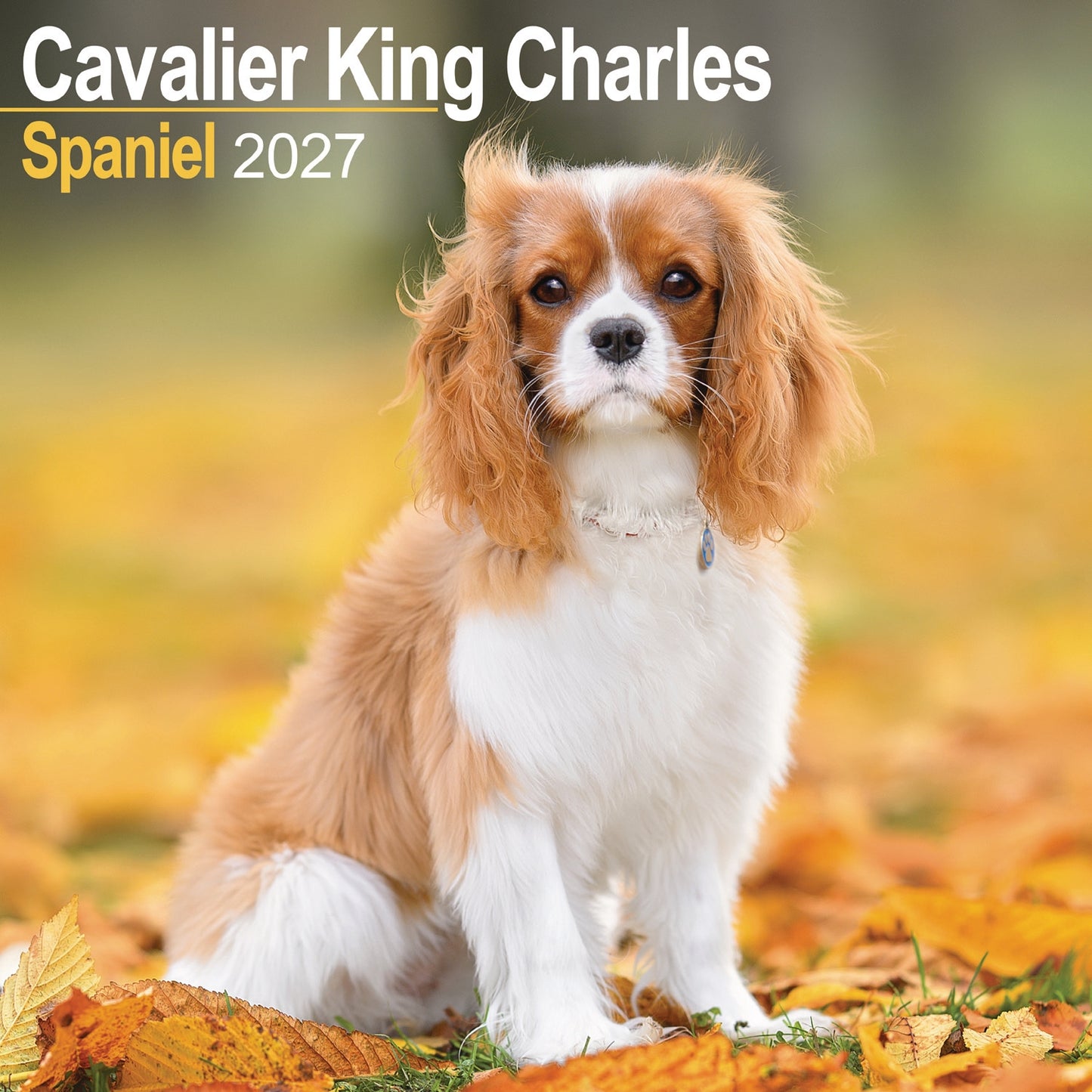 Cavalier King Charles Spaniel Wall Calendar 2027