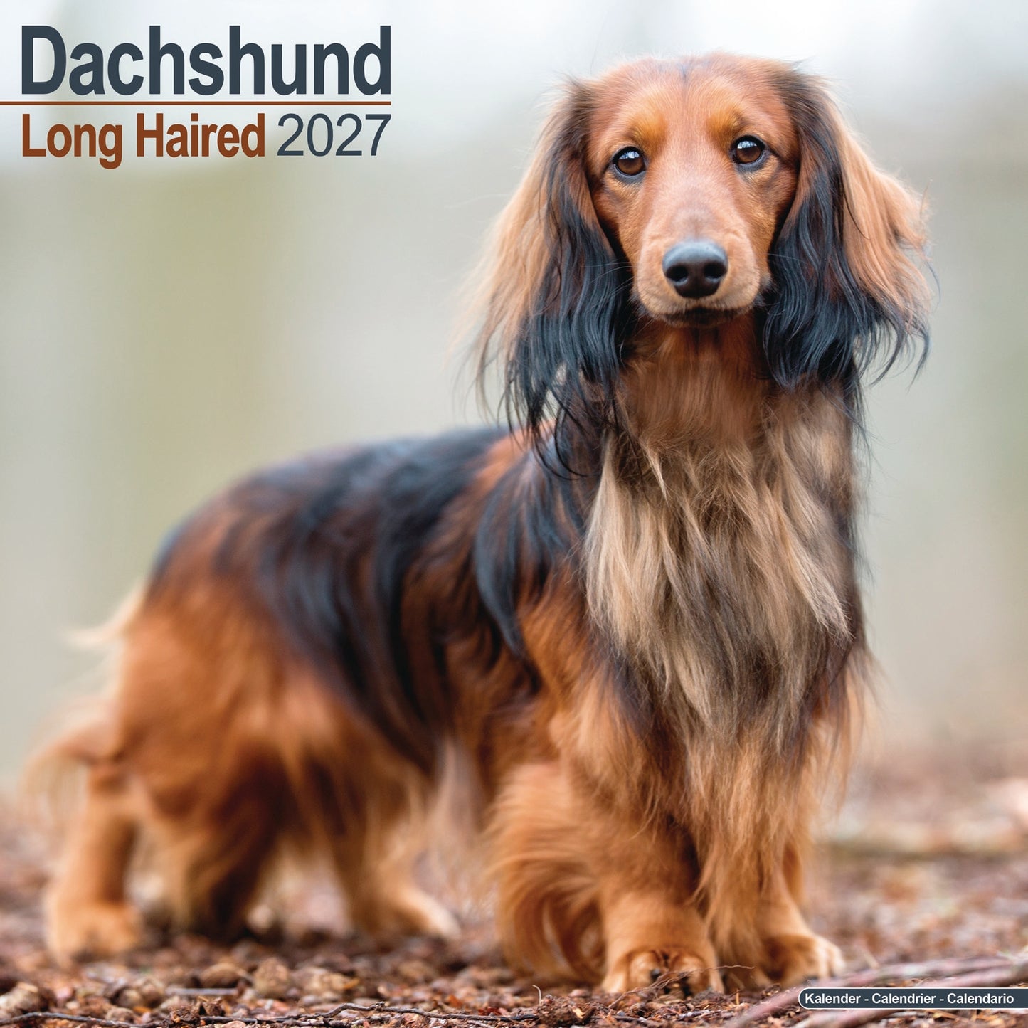 Dachshund Longhaired Wall Calendar 2027