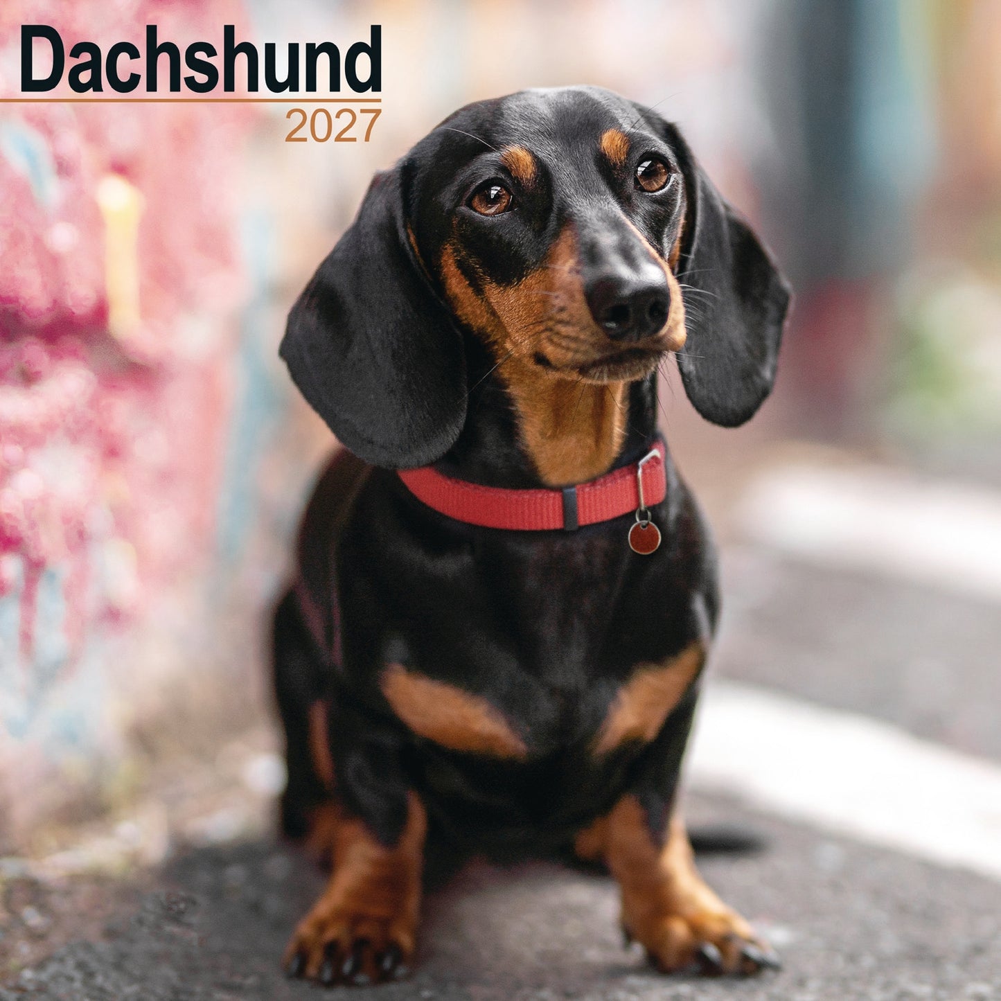 Dachshund Wall Calendar 2027