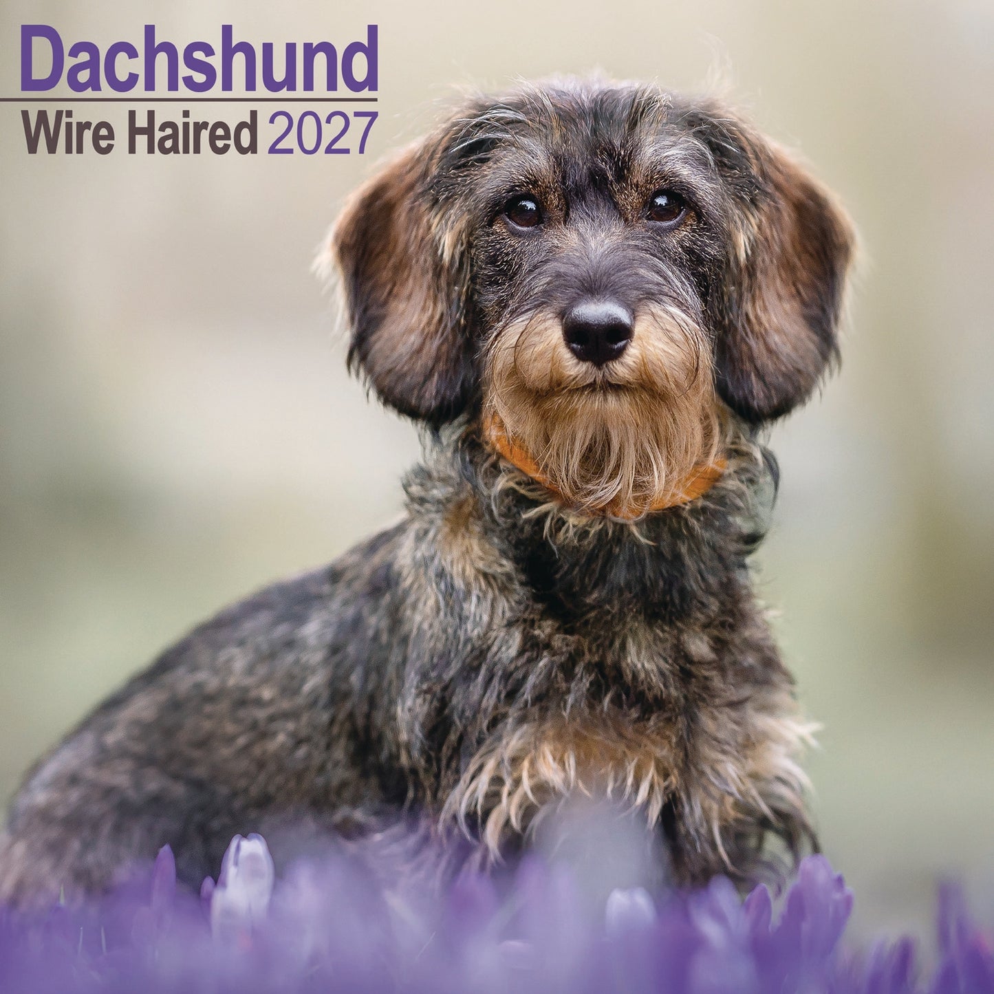 Dachshunds Wirehaired Wall Calendar 2027