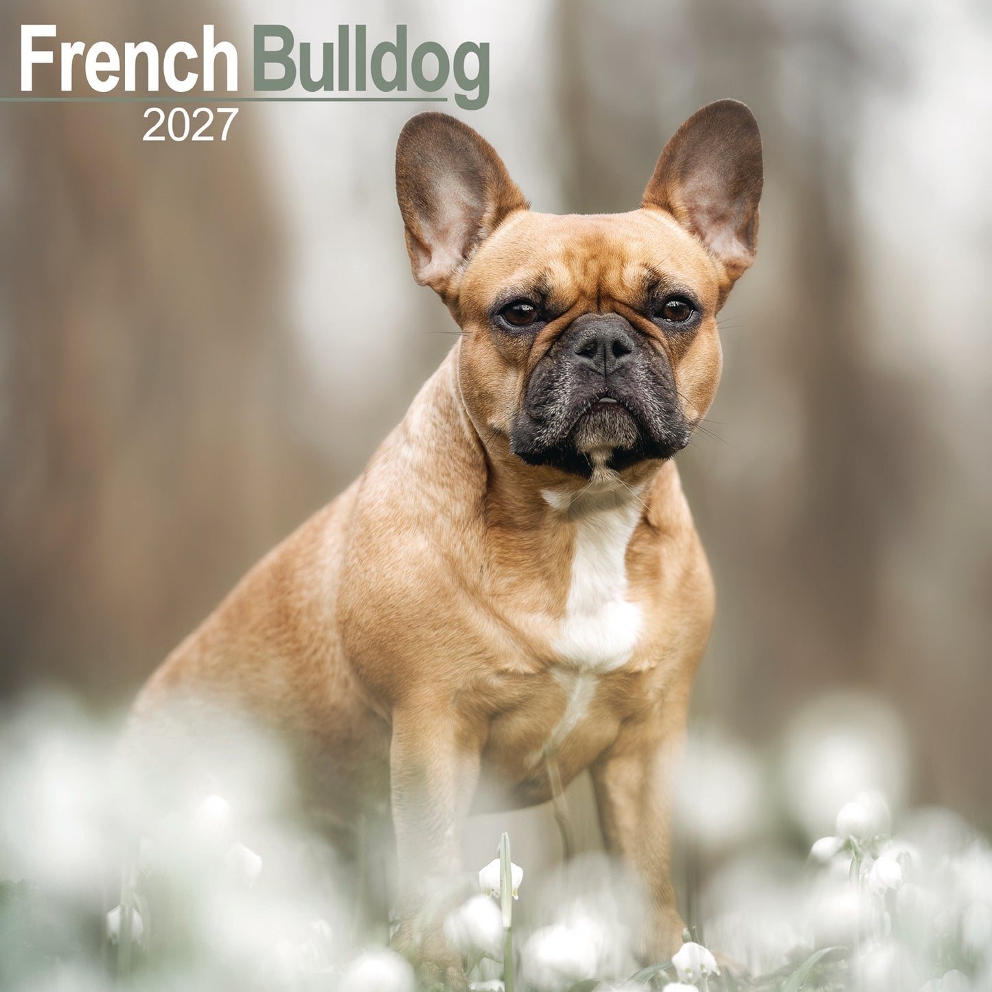 French Bulldog Wall Calendar 2027