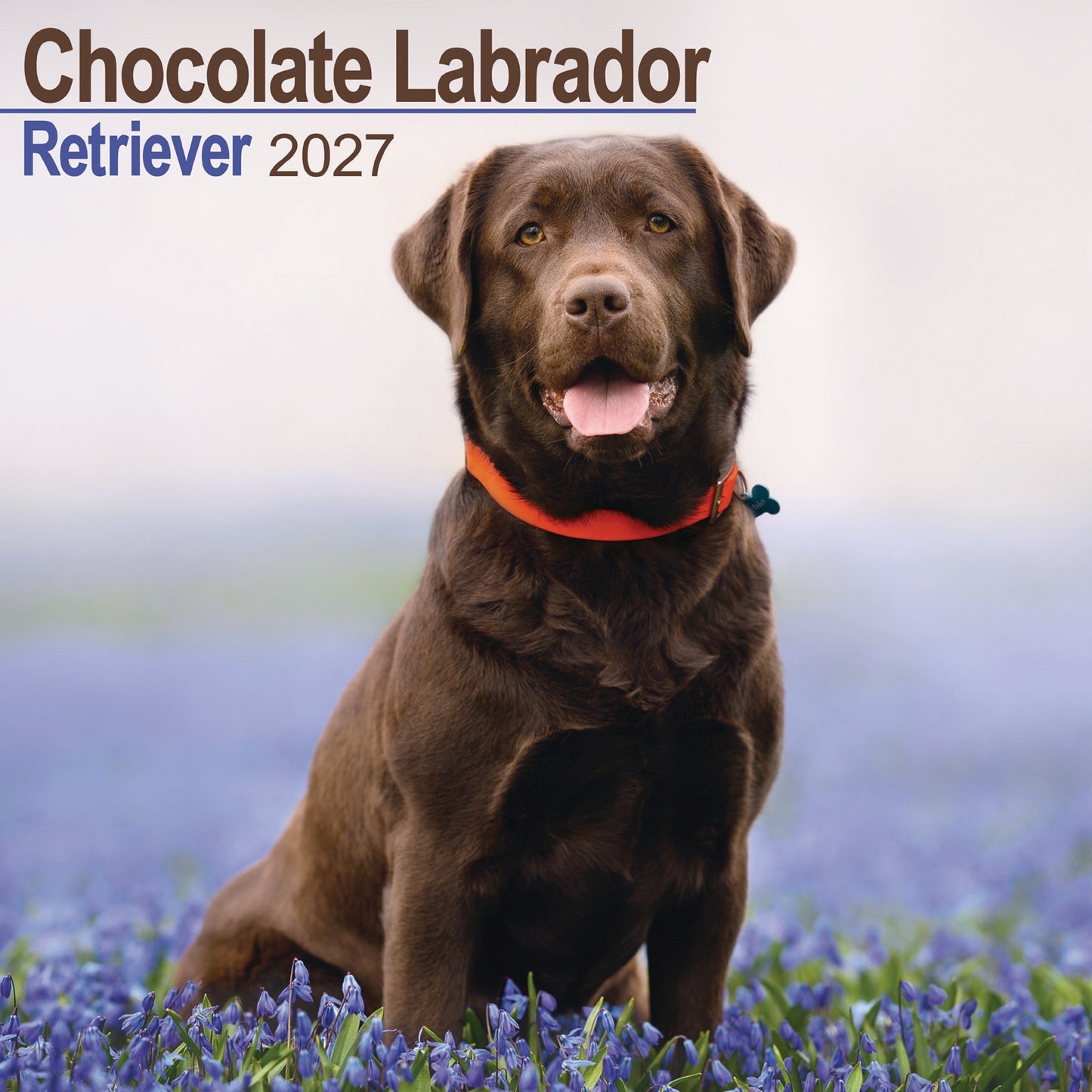 Labrador Retriever Chocolate Wall Calendar 2027