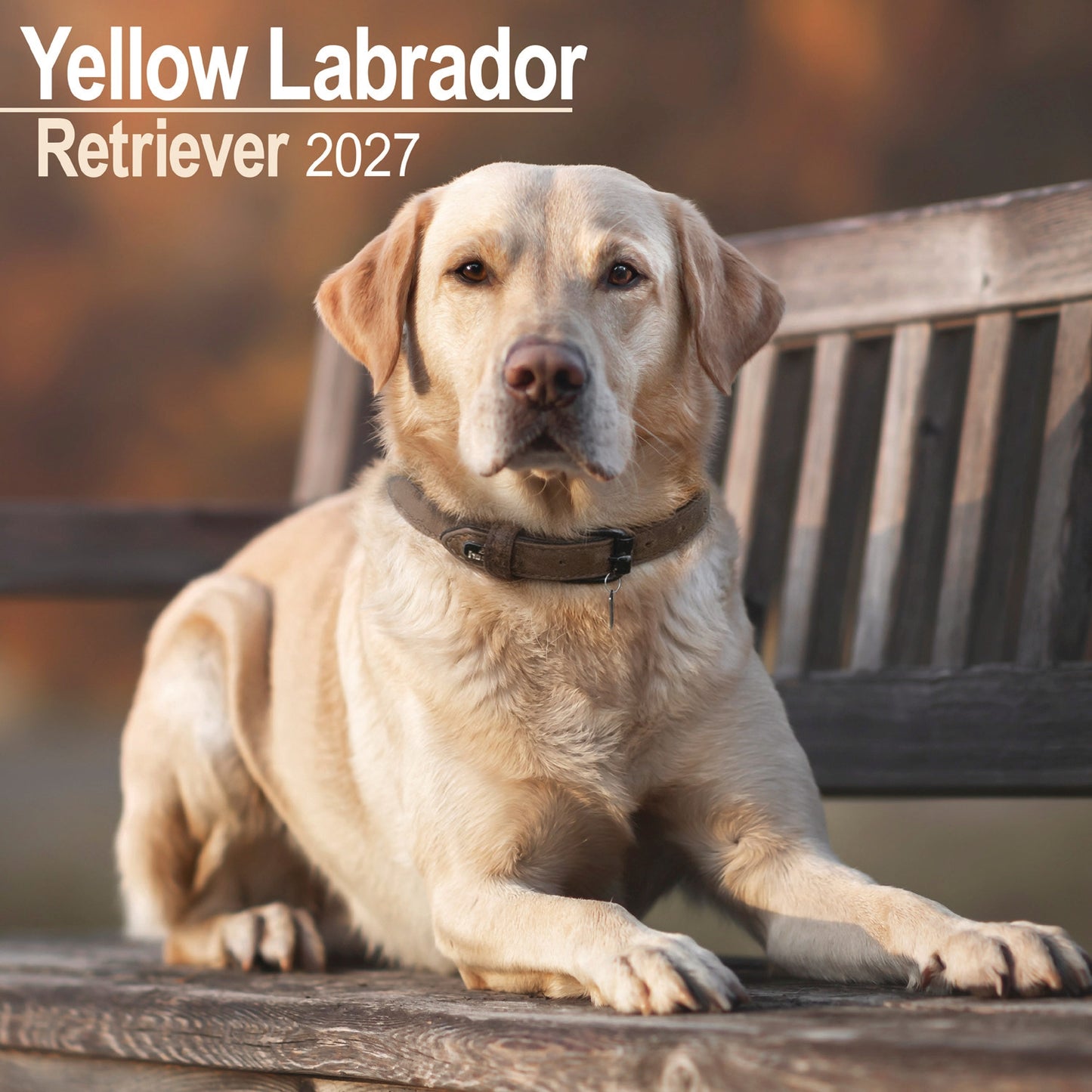 Labrador Retriever Yellow Wall Calendar 2027