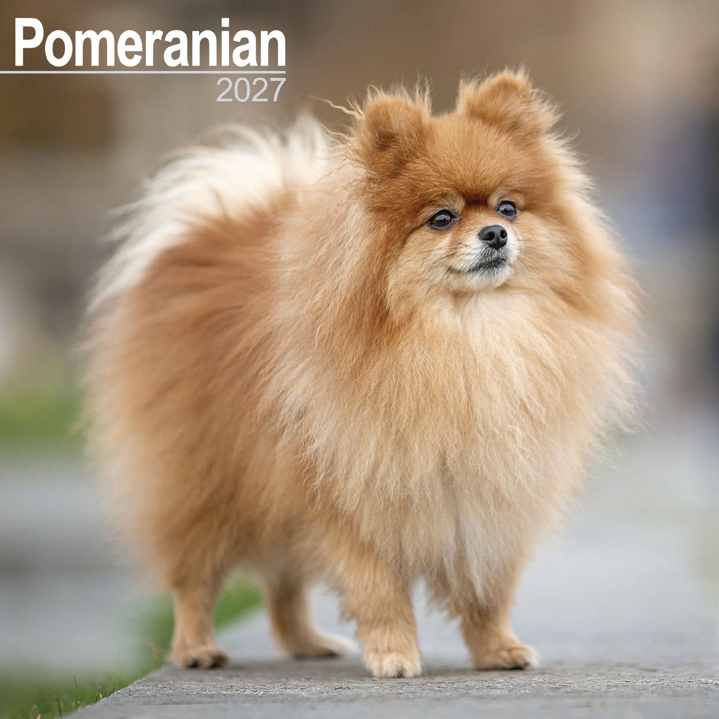 Pomeranian Wall Calendar 2027
