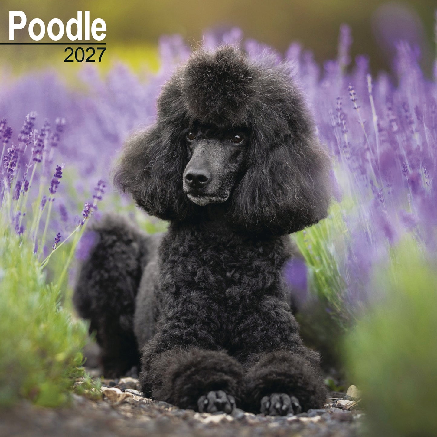 Poodle Wall Calendar 2027