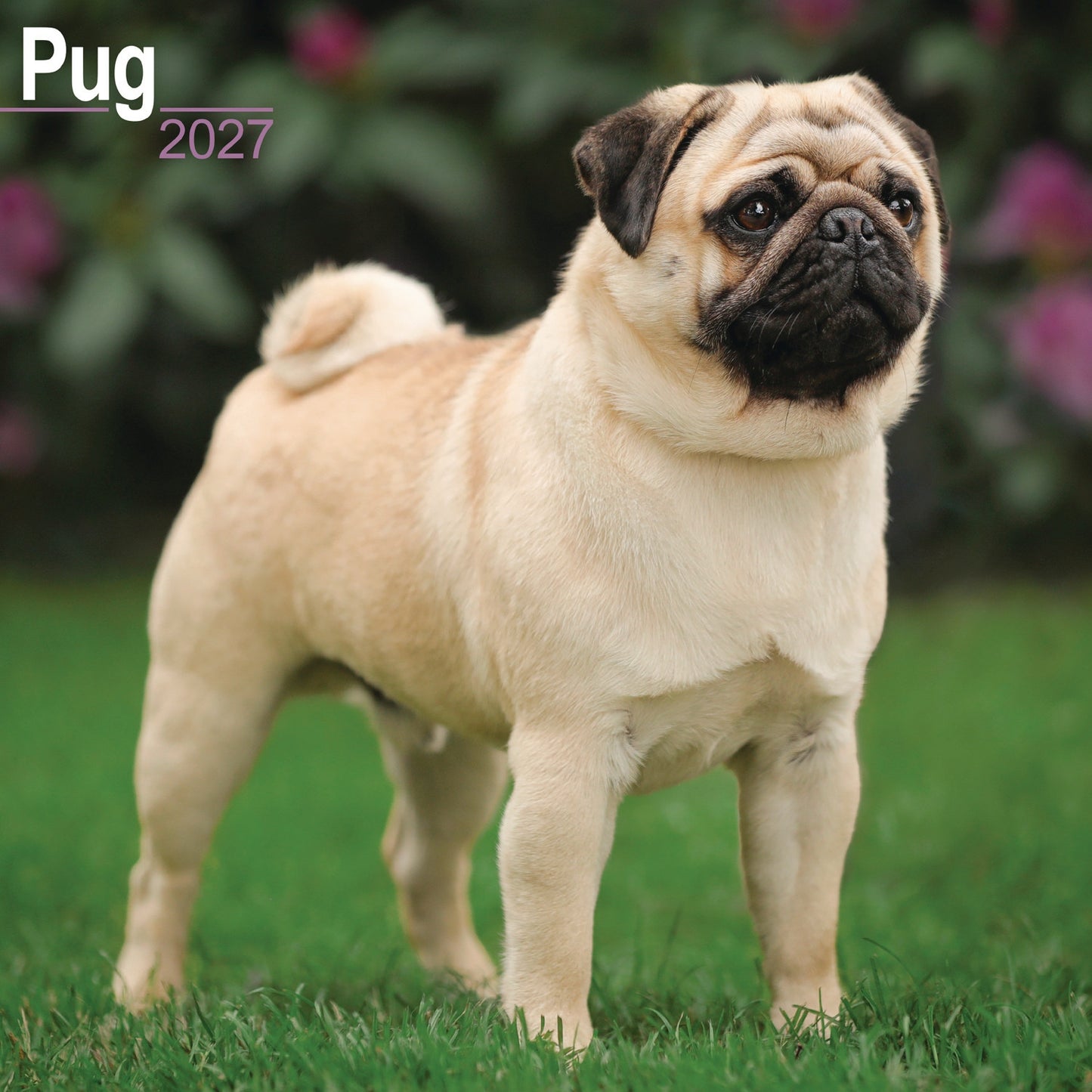 Pug Wall Calendar 2027