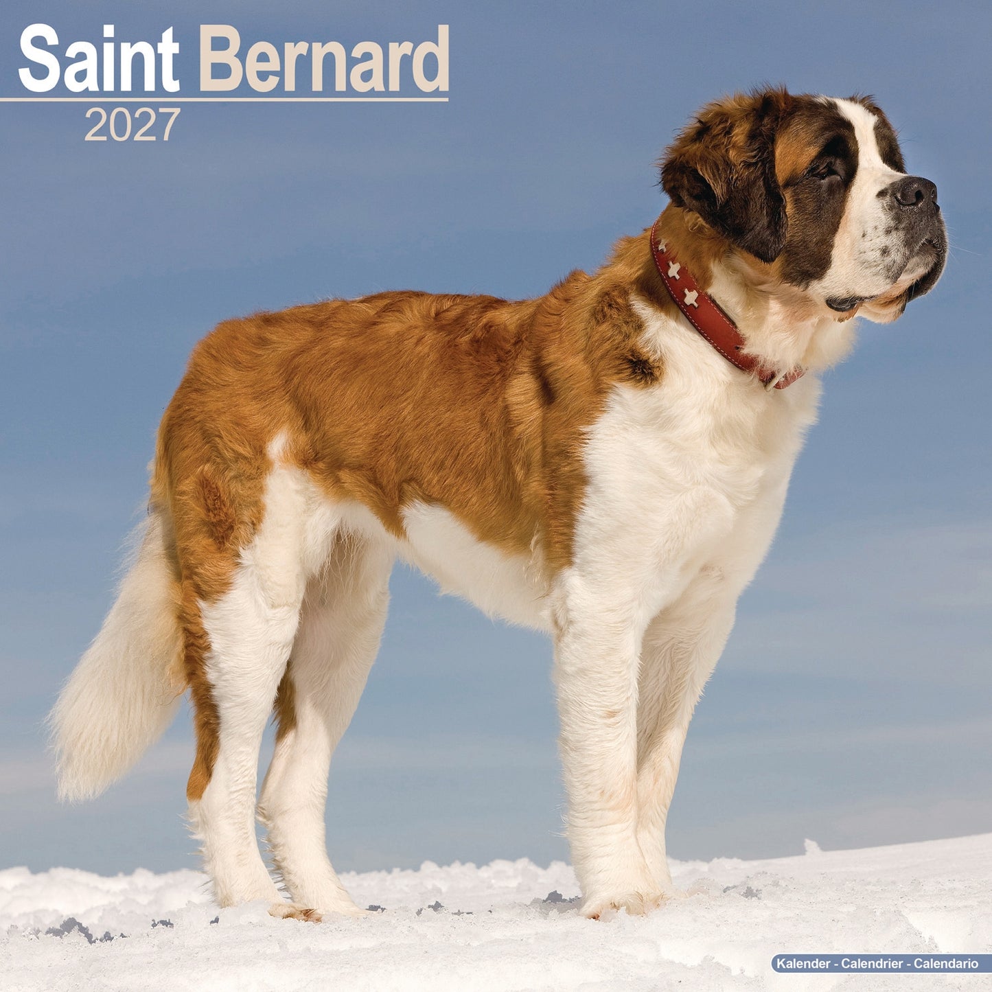 Saint Bernard Wall Calendar 2027
