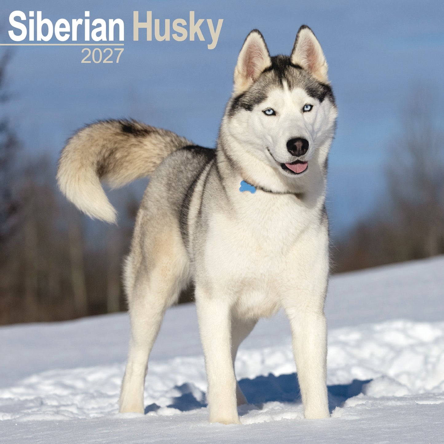 Siberian Husky Wall Calendar 2027
