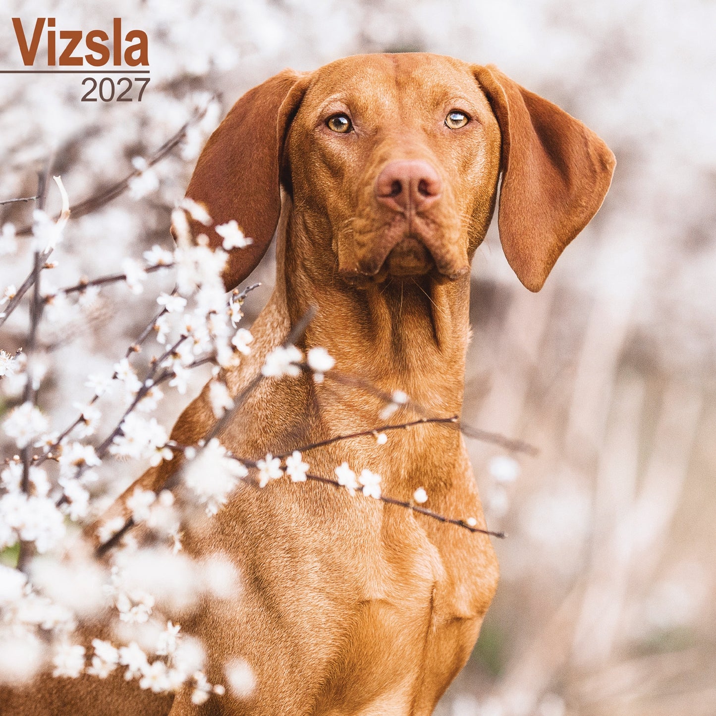 Vizsla Wall Calendar 2027