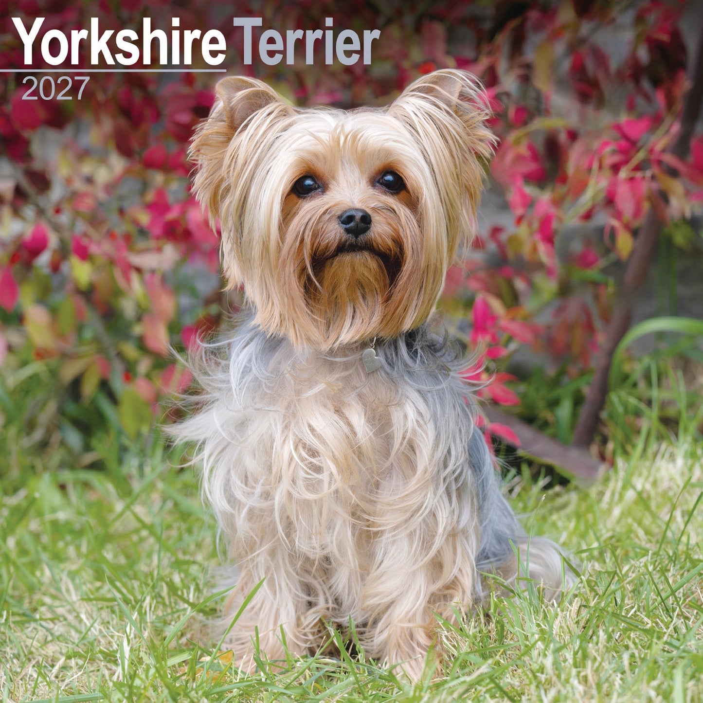 Yorkshire Terrier Wall Calendar 2027