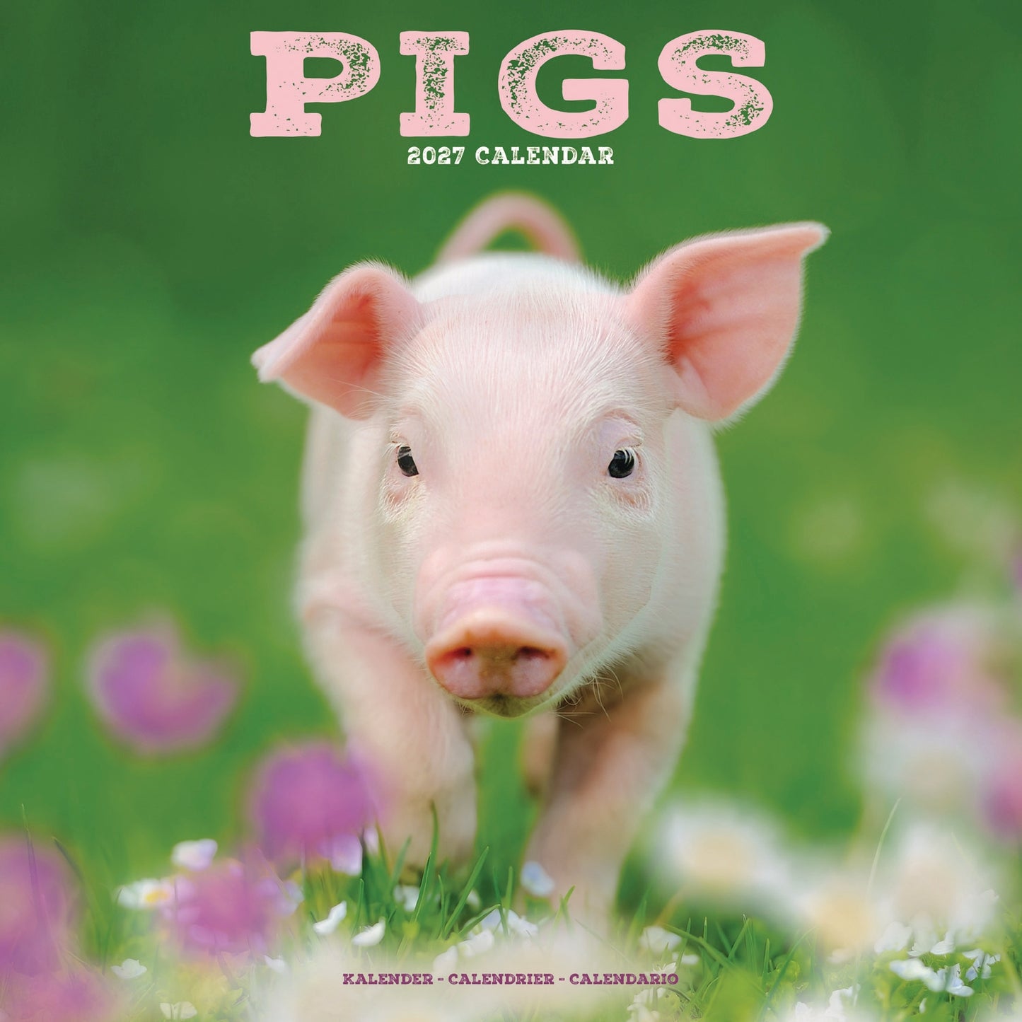 Pigs Wall Calendar 2027