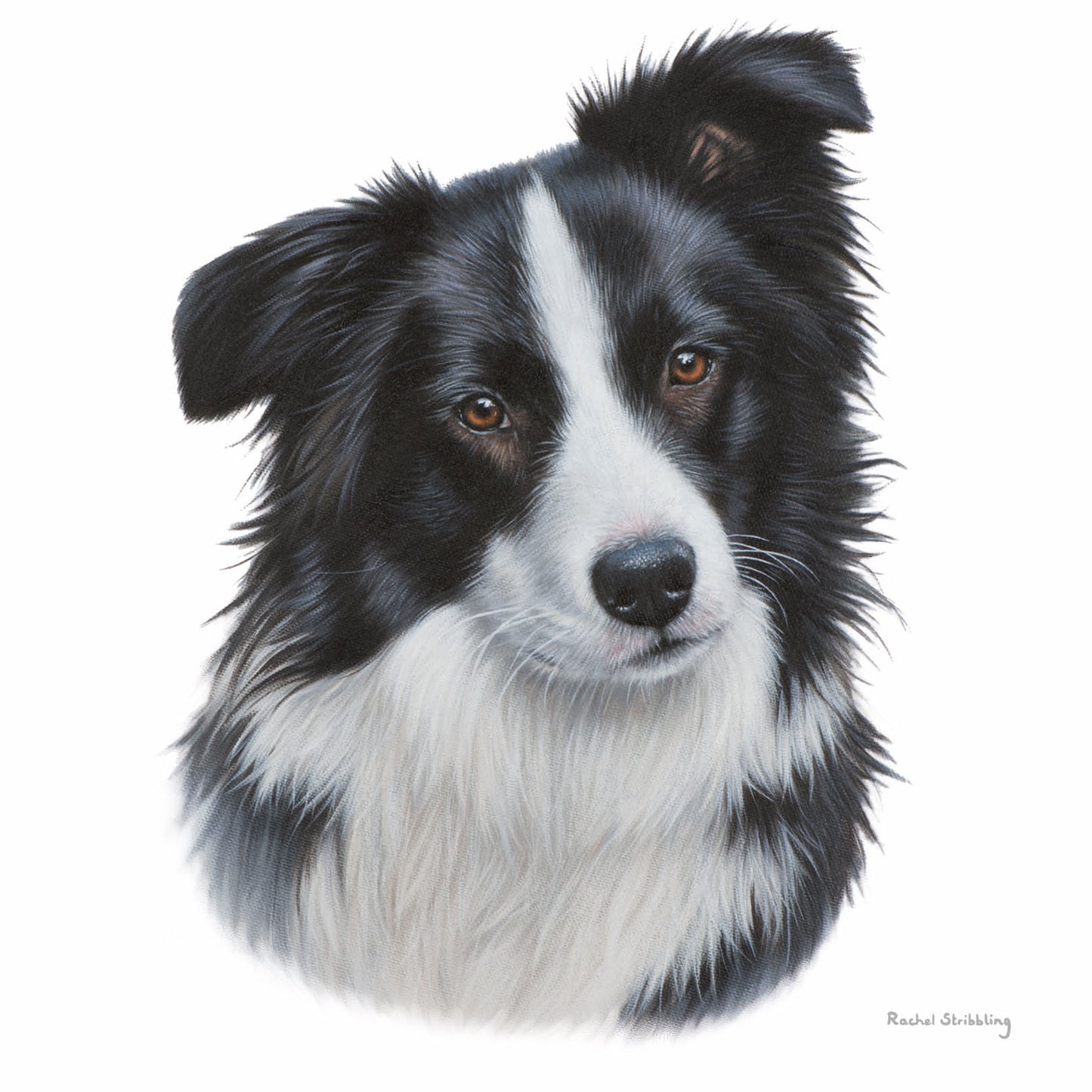 Rachel Stribbling Fine Art Card Collection - Border Collie