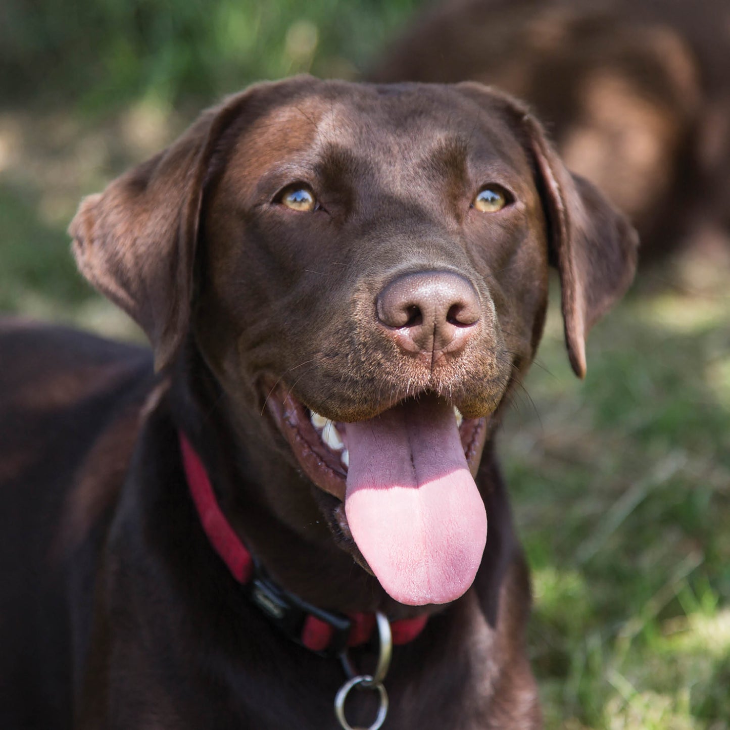 Alex Sharp Card - Dogs - Chocolate Labrador