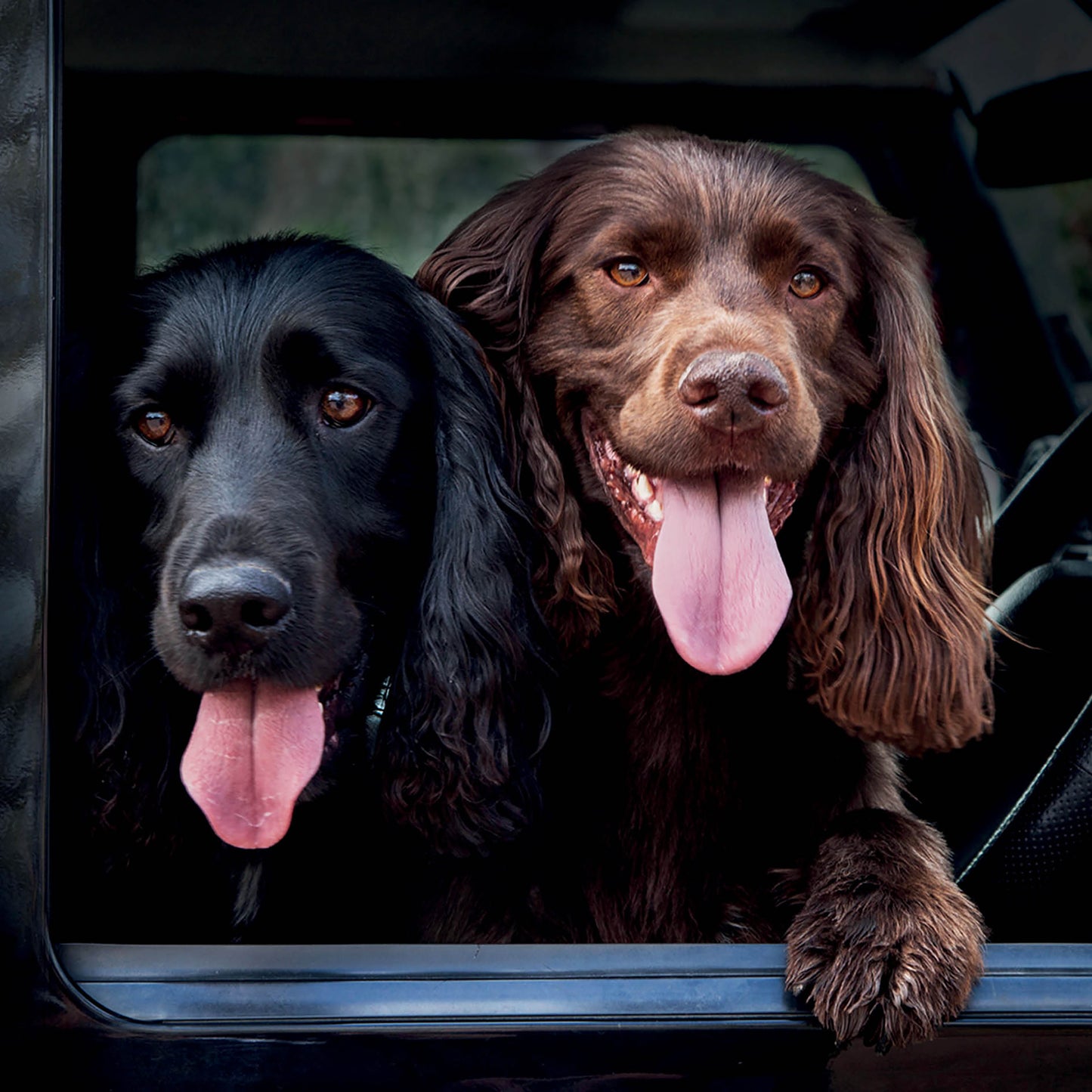 Alex Sharp Card - Dogs - Spaniels