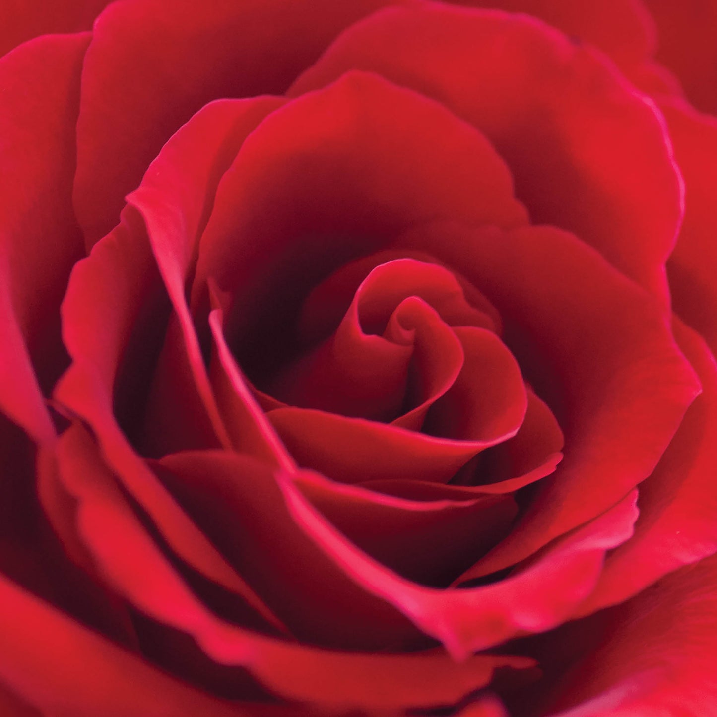 Alex Sharp Card - Floral - Red Rose