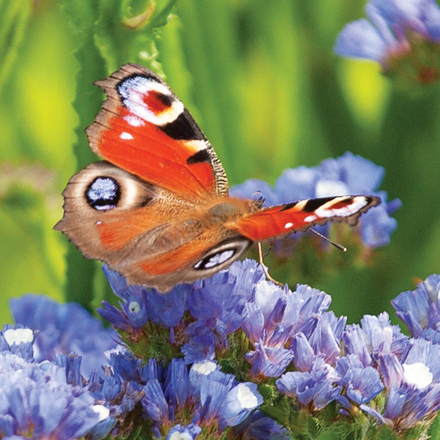 Peacock Butterfly Card by Alex Sharp