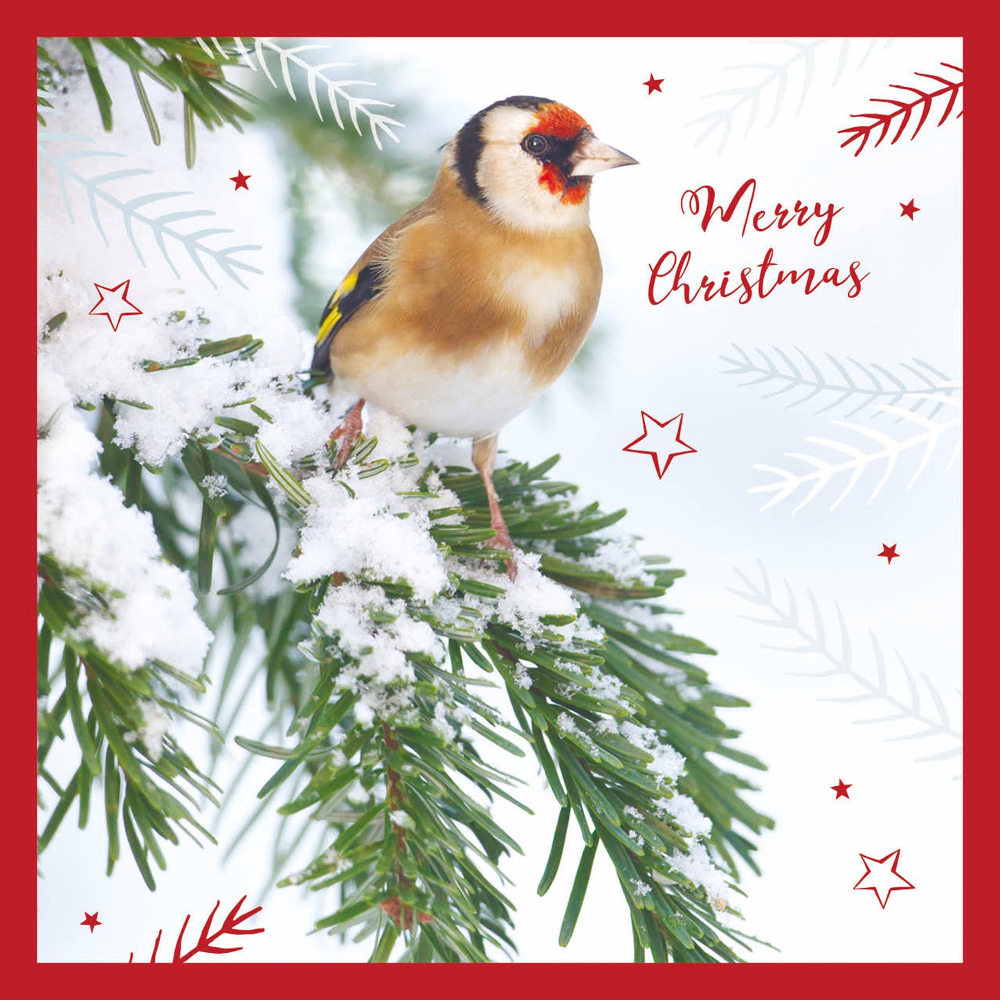 RSPB Small Christmas Cards (10 Cards) - Goldfinch on Fir