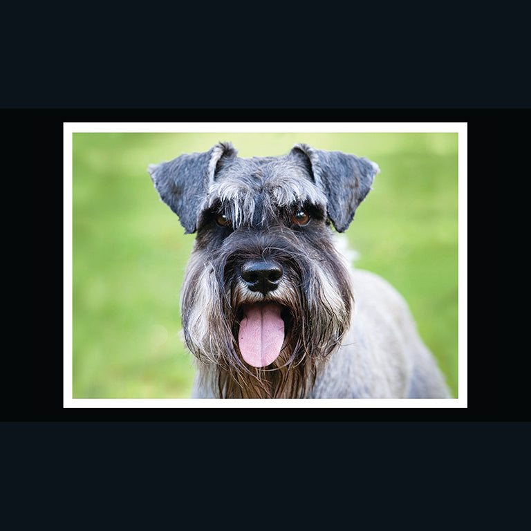 Barking at the Moon Card - Schnauzer (Splimple)