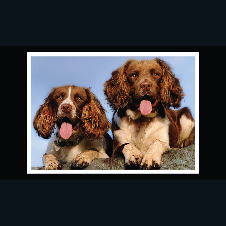 Barking at the Moon Card - Springer Spaniel (Splimple)