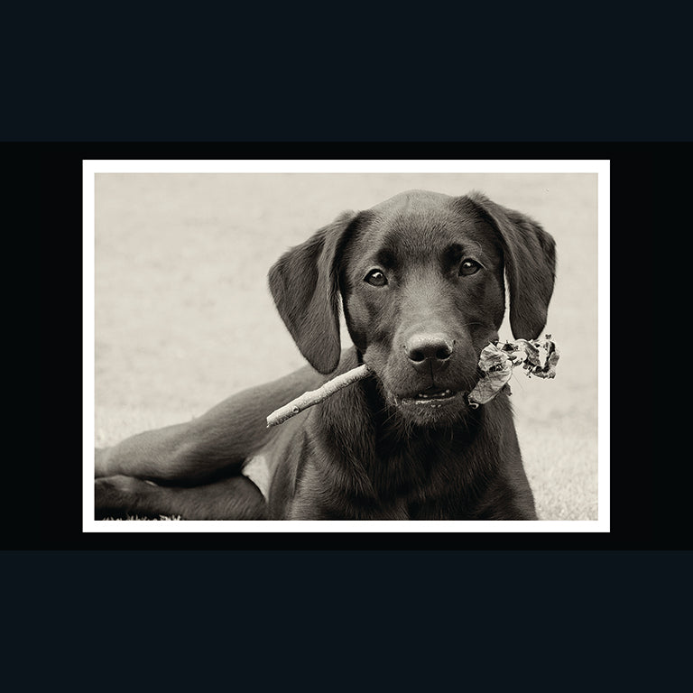 Barking at the Moon Card - Black Labrador (Splimple)