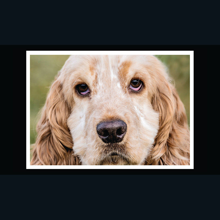 Barking at the Moon Card - Cocker Spaniel (Splimple)