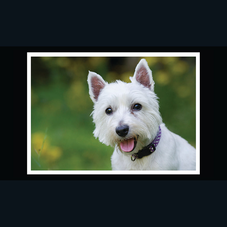 Barking at the Moon Card - West Highland Terrier (Splimple)