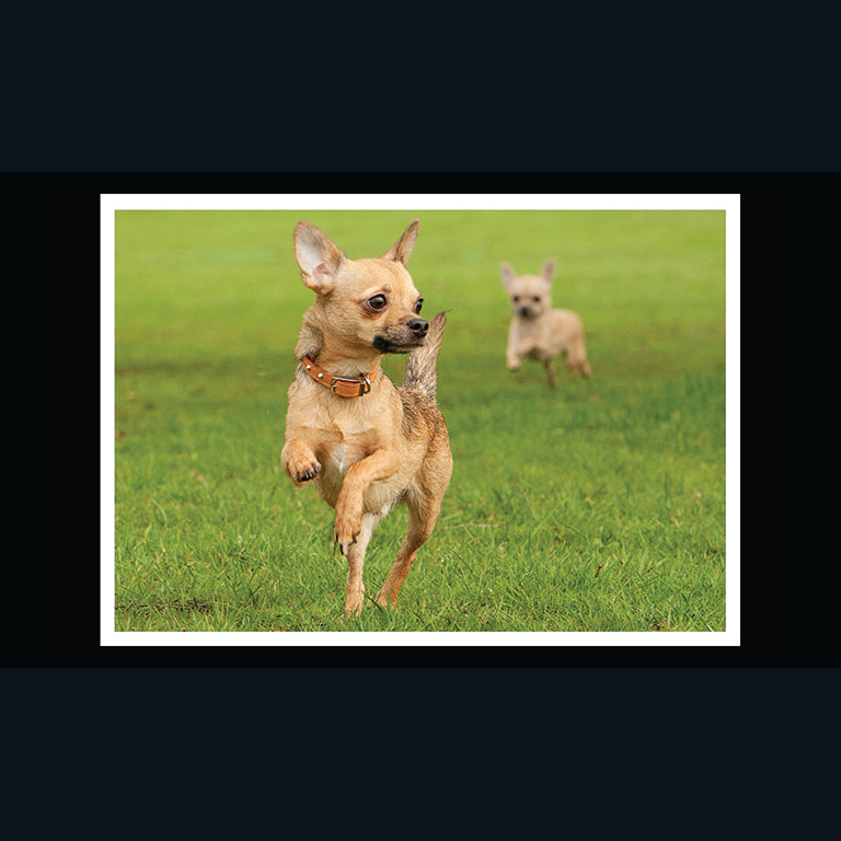 Barking at the Moon Card - Chihuahua (Splimple)