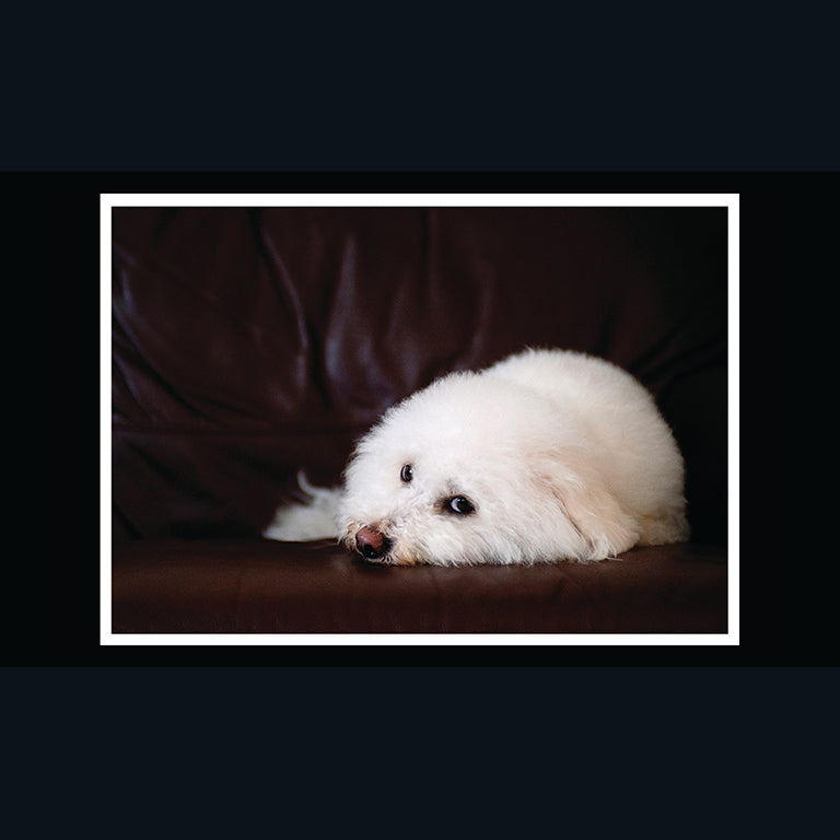 Barking at the Moon Card - Bichon Frise (Splimple)