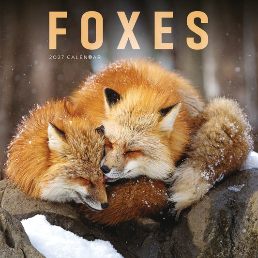 Foxes Wall Calendar 2027