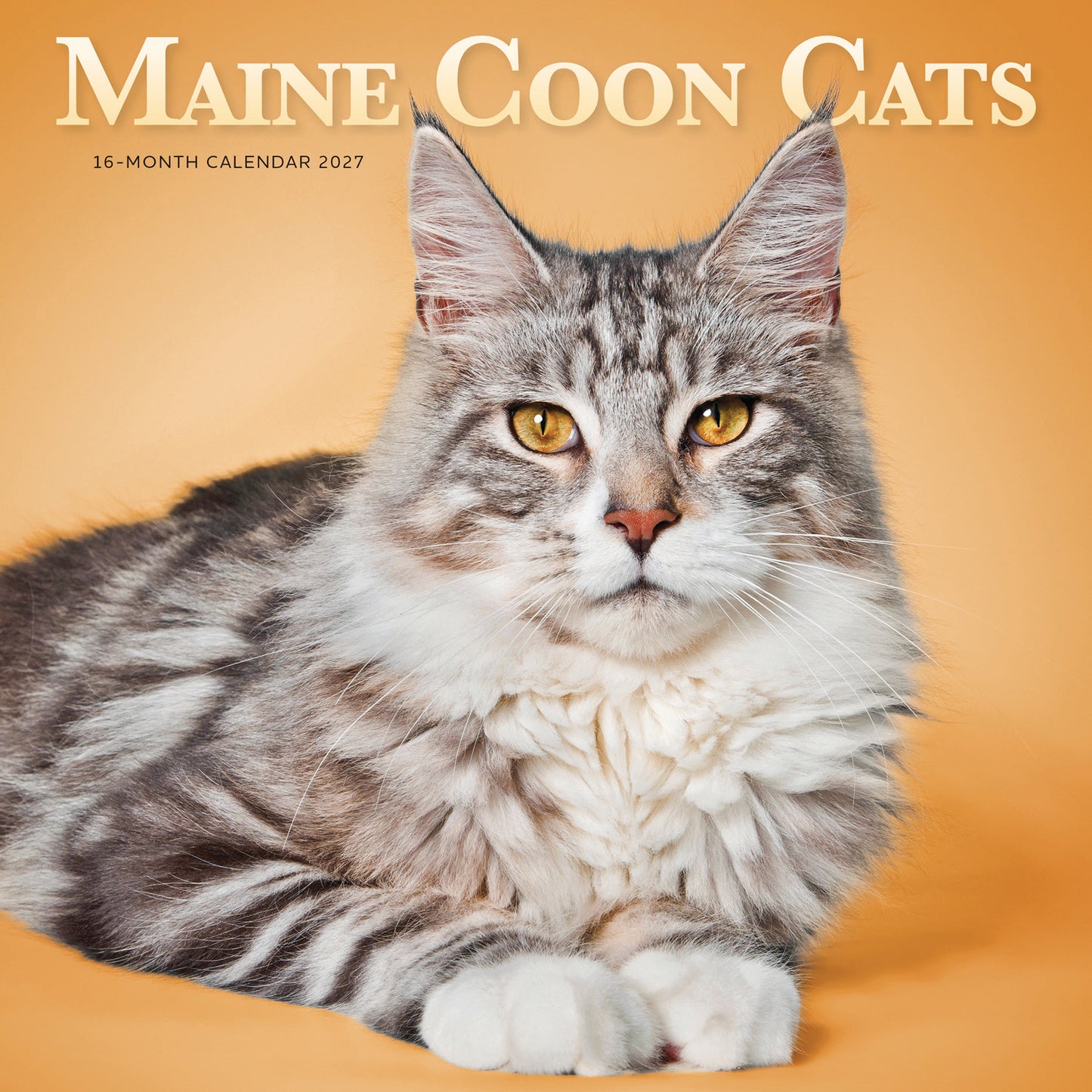 Maine Coon Cats Wall Calendar 2027