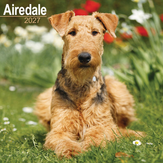 Airedale Terrier Wall Calendar 2027