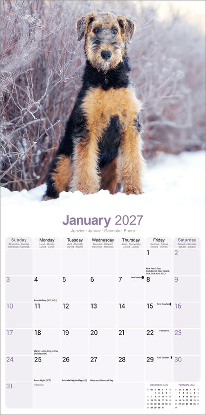 Airedale Terrier Wall Calendar 2027