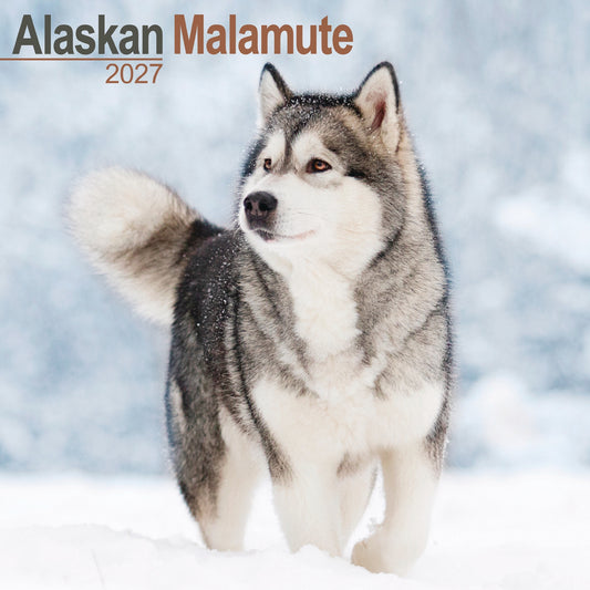 Alaskan Malamute Wall Calendar 2027
