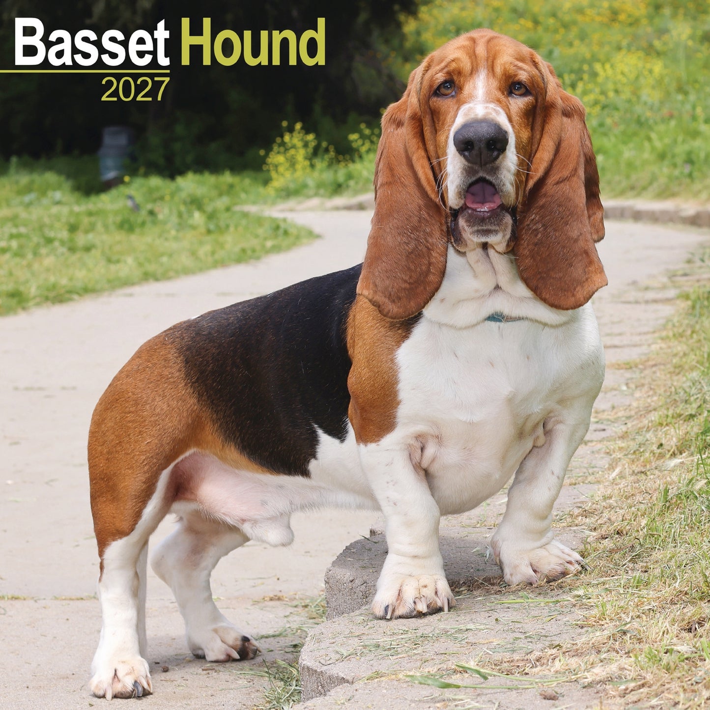 Basset Hound Wall Calendar 2027