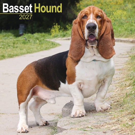 Basset Hound Wall Calendar 2027