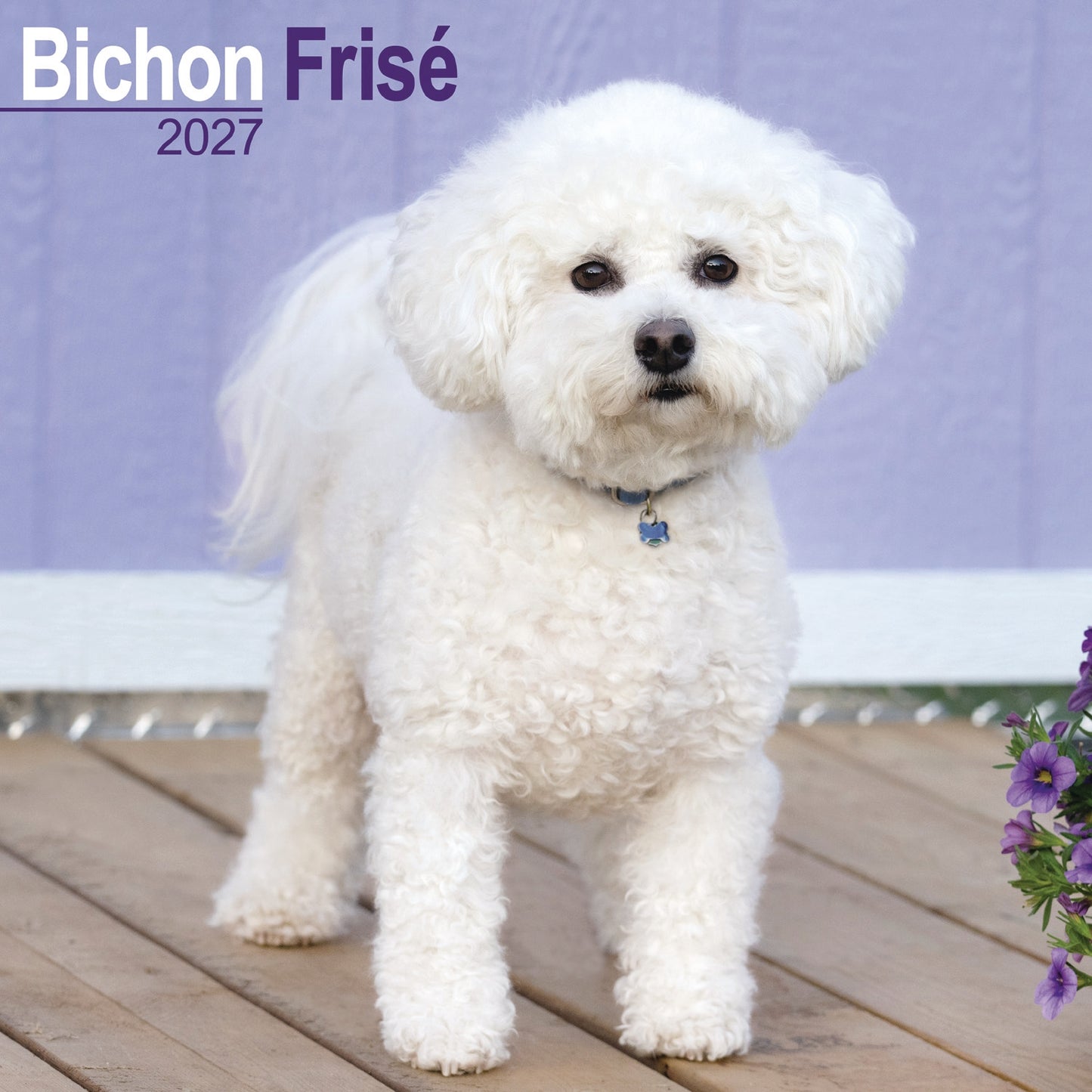 Bichon Frise Wall Calendar 2027