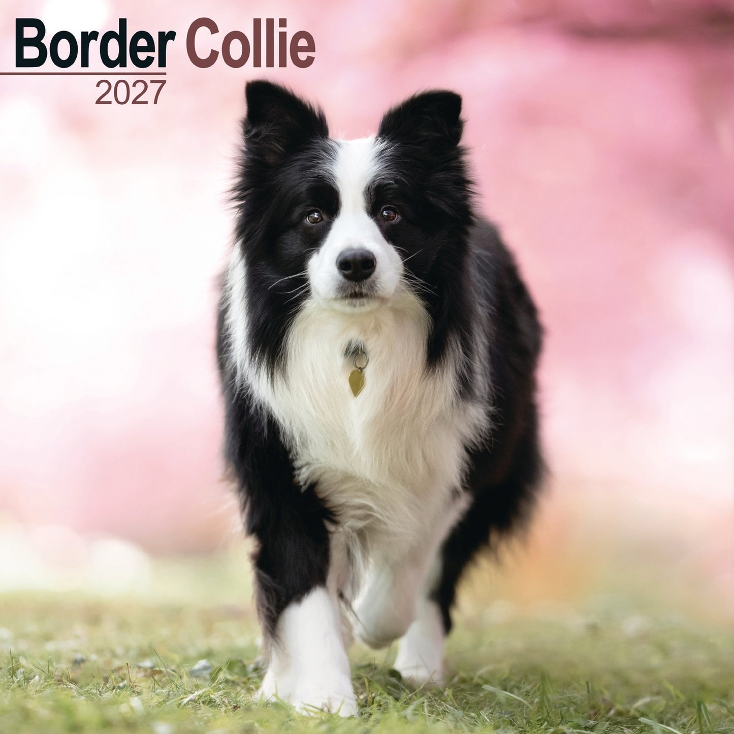 Border Collie Wall Calendar 2027