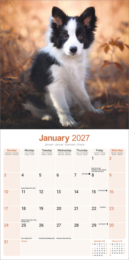 Border Collie Wall Calendar 2027