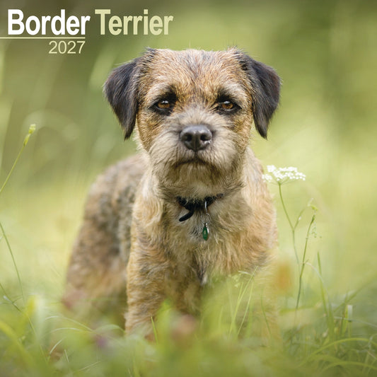 Border Terrier Wall Calendar 2027