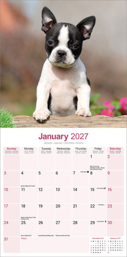 Boston Terrier Wall Calendar 2027