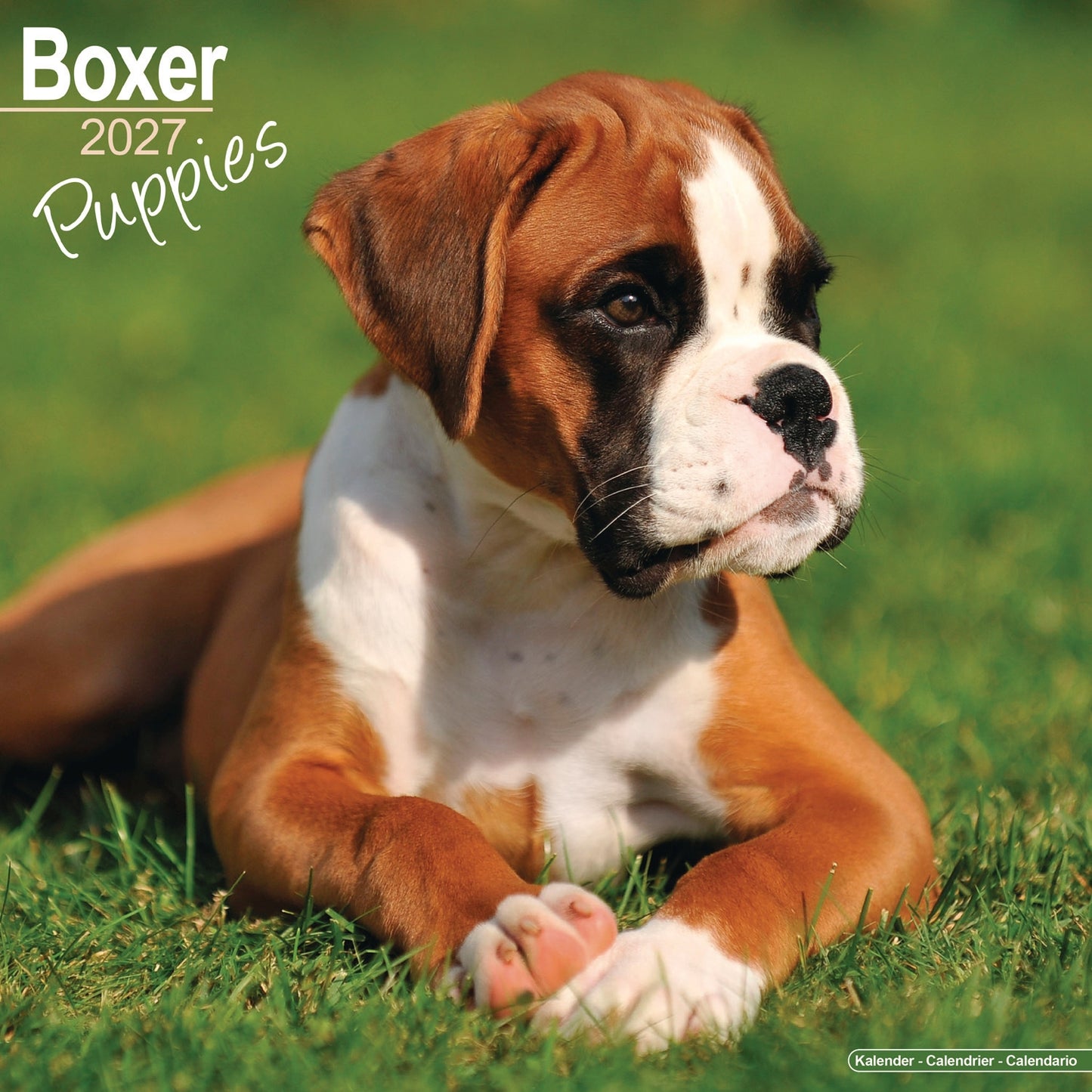 Boxer Puppies Wall Calendar 2027