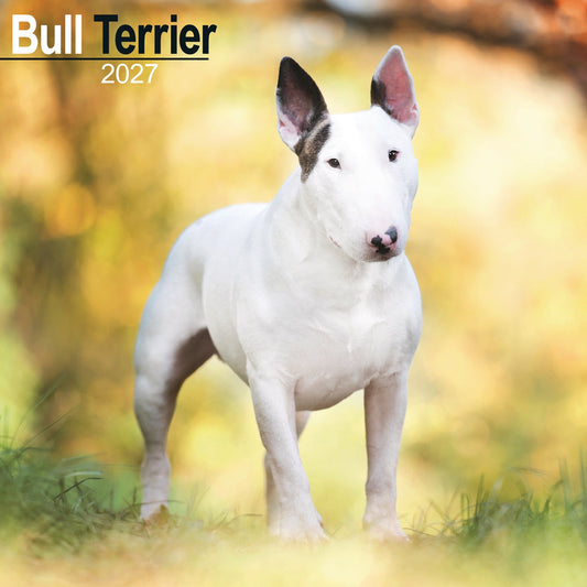 Bull Terrier Wall Calendar 2027