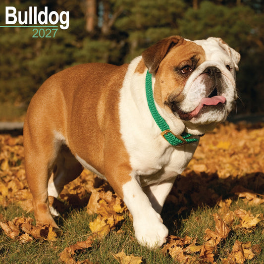 Bulldog Wall Calendar 2027