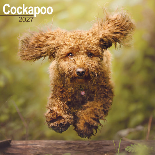 Cockapoo Wall Calendar 2027