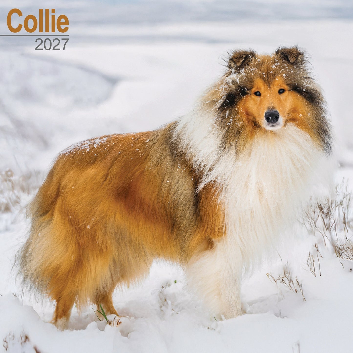 Collie Wall Calendar 2027