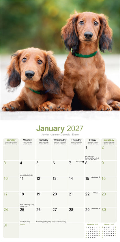 Dachshund Longhaired Wall Calendar 2027