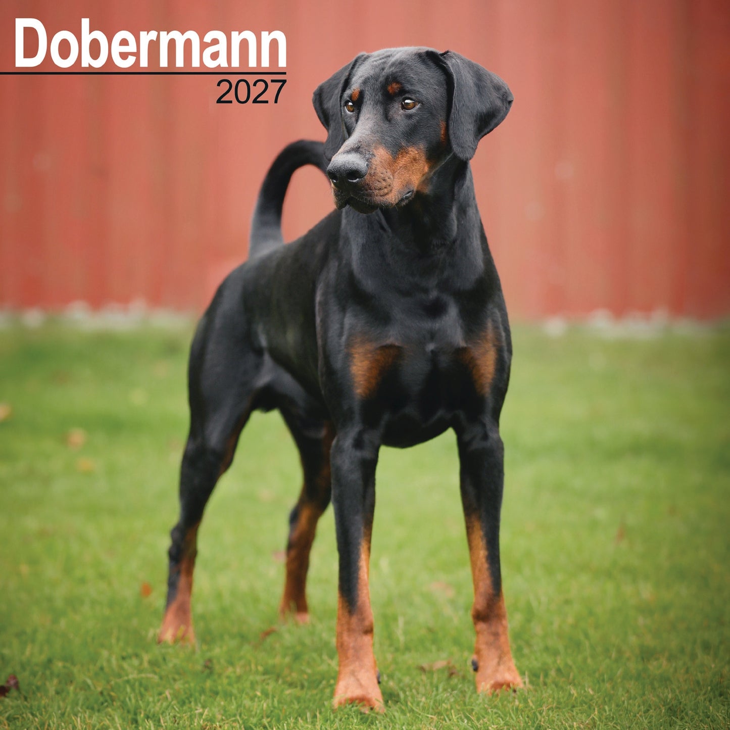 Dobermann Wall Calendar 2027
